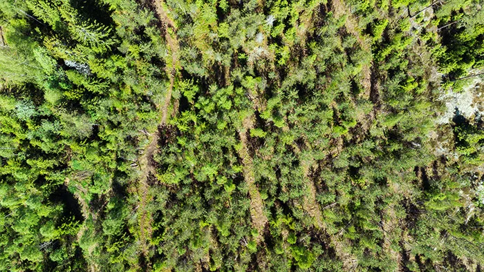 Meh forest our customers